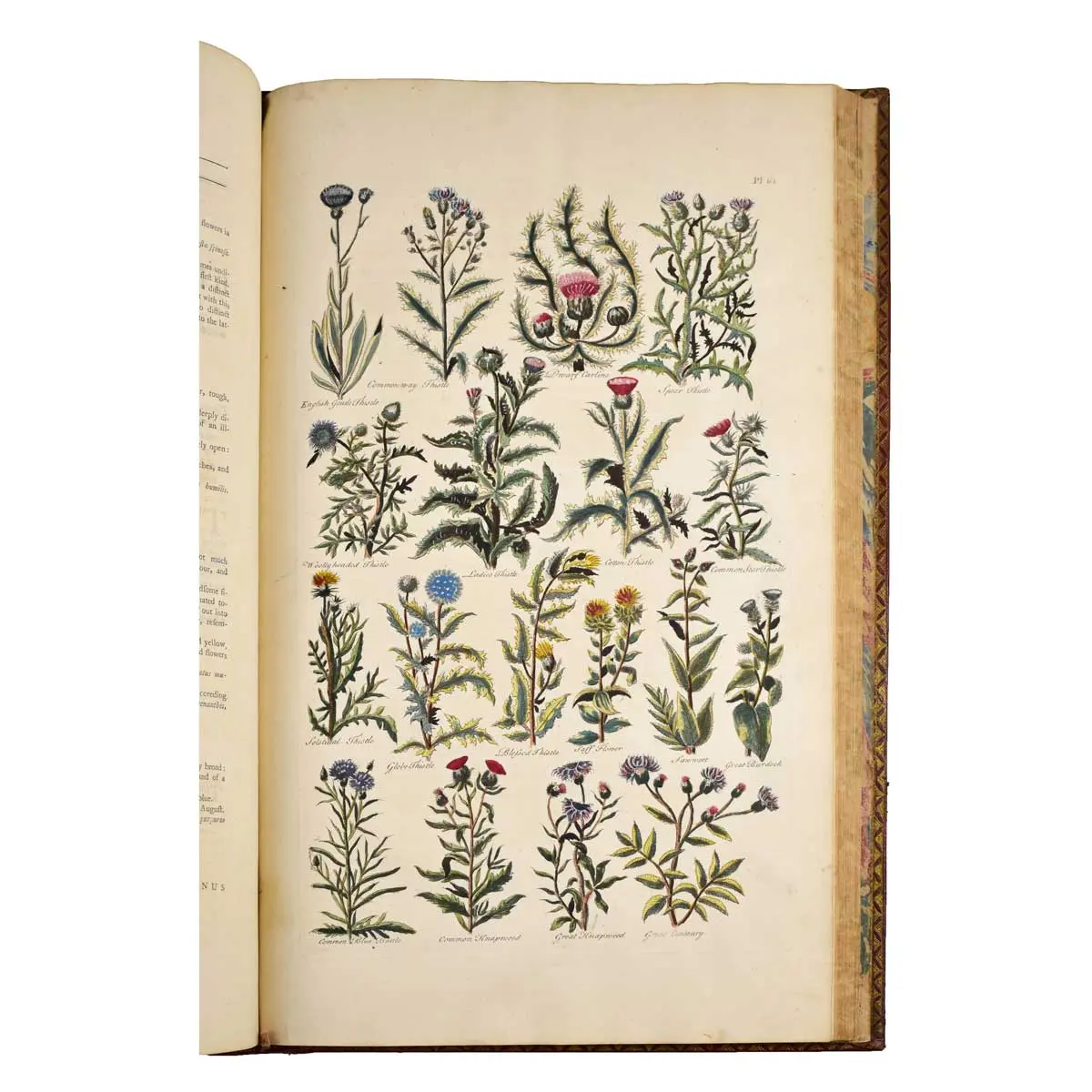 The British Herbal: An history of plants and trees, natives of Britain, cultivated for use, or raised for beauty (3)