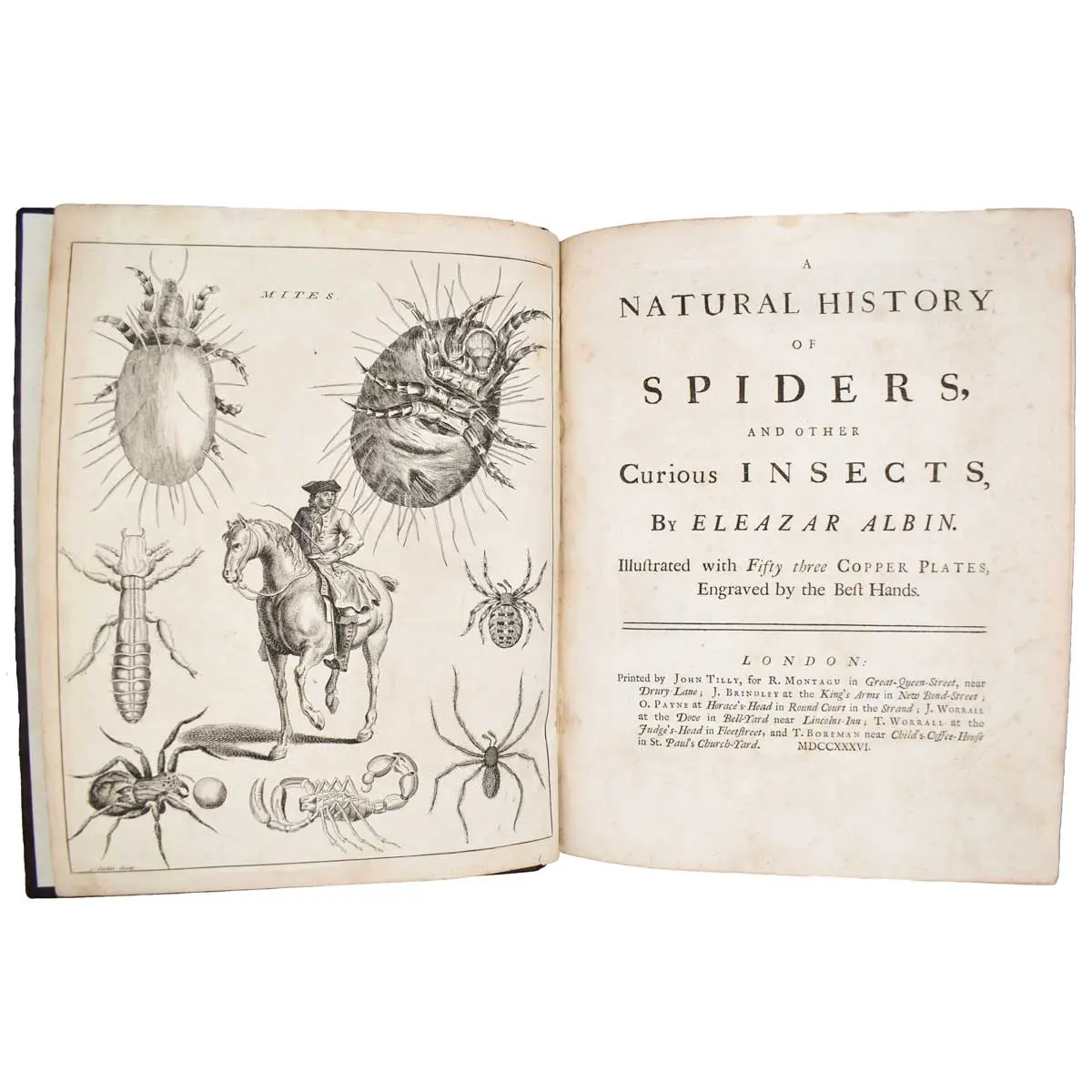 The Natural History of Spiders and other Curious Insects (2)