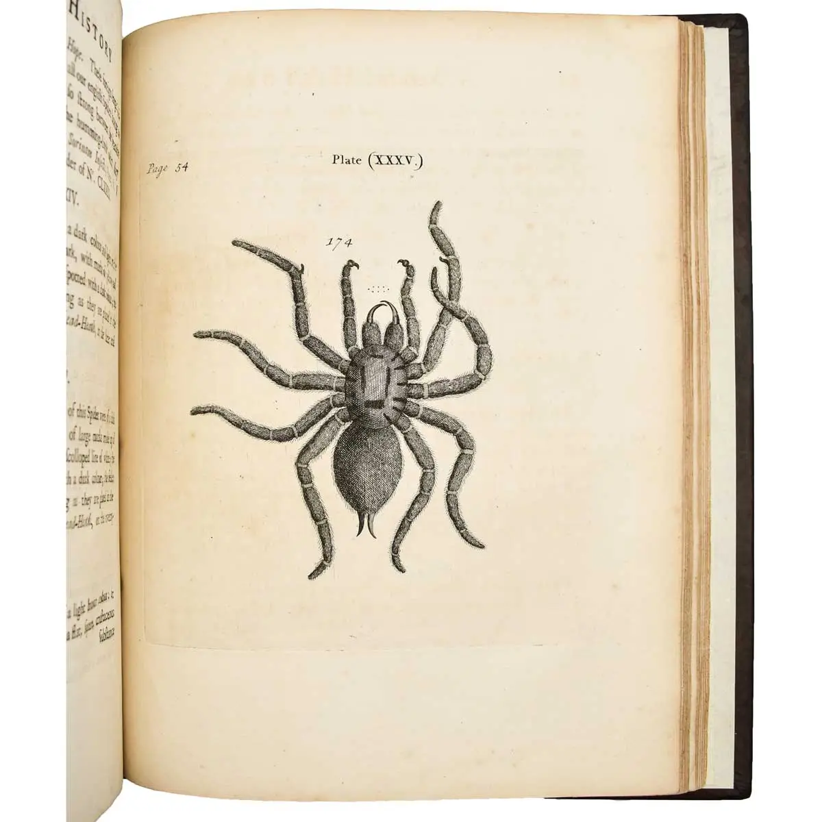 The Natural History of Spiders and other Curious Insects (3)