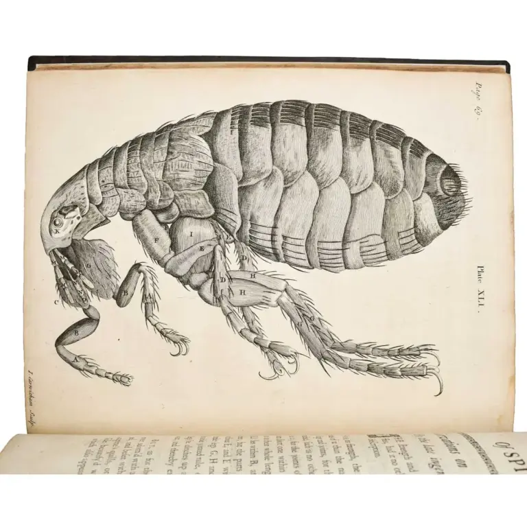 The Natural History of Spiders and other Curious Insects