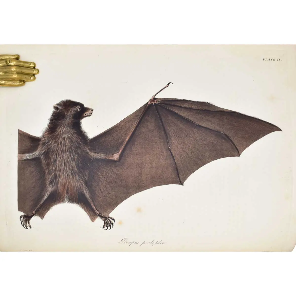 The Zoology of Captain Beechey's Voyage; compiled from the collections and notes made by Captain Beechey, the officers and naturalist of the expedition
