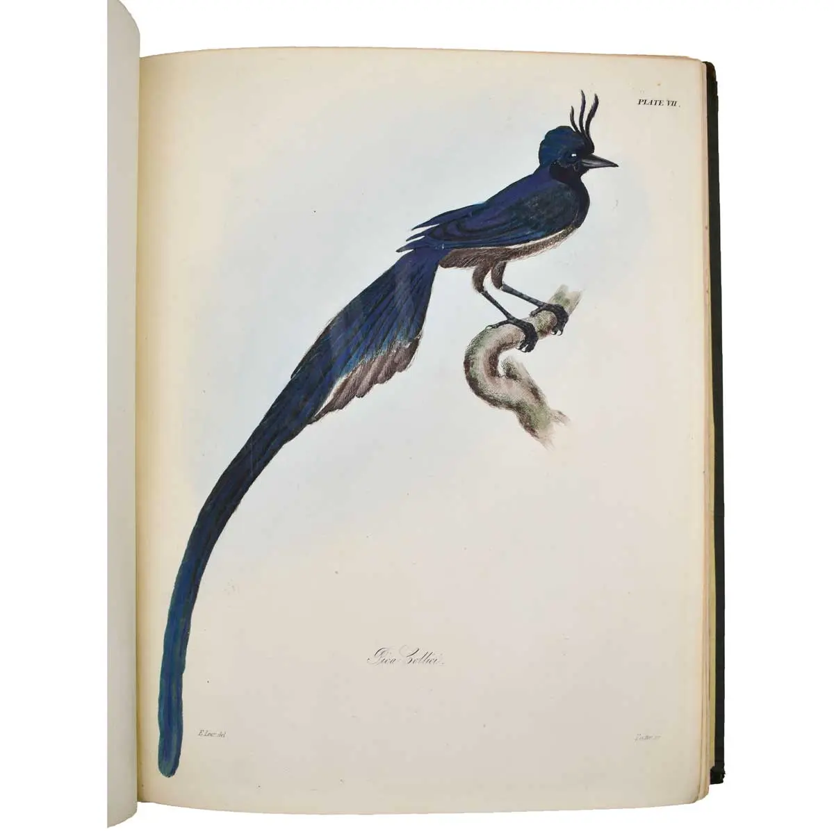 The Zoology of Captain Beechey’s Voyage; compiled from the collections and notes made by Captain Beechey, the officers and naturalist of the expedition (3)