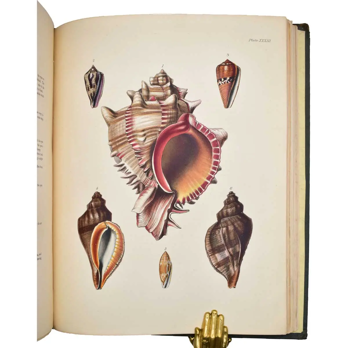 The Zoology of Captain Beechey’s Voyage; compiled from the collections and notes made by Captain Beechey, the officers and naturalist of the expedition (4)