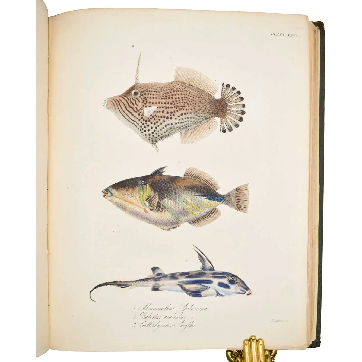 The Zoology of Captain Beechey’s Voyage; compiled from the collections and notes made by Captain Beechey, the officers and naturalist of the expedition (5)