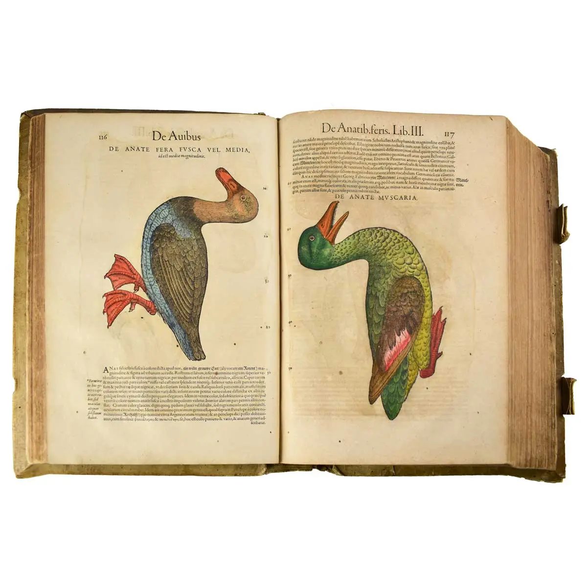 Historiae Animalium Liber III que est de Avium Natura Nunc denuo recognitus… (2)