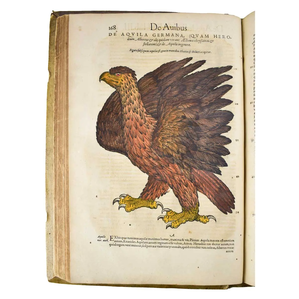 Historiae Animalium Liber III que est de Avium Natura Nunc denuo recognitus… (6)