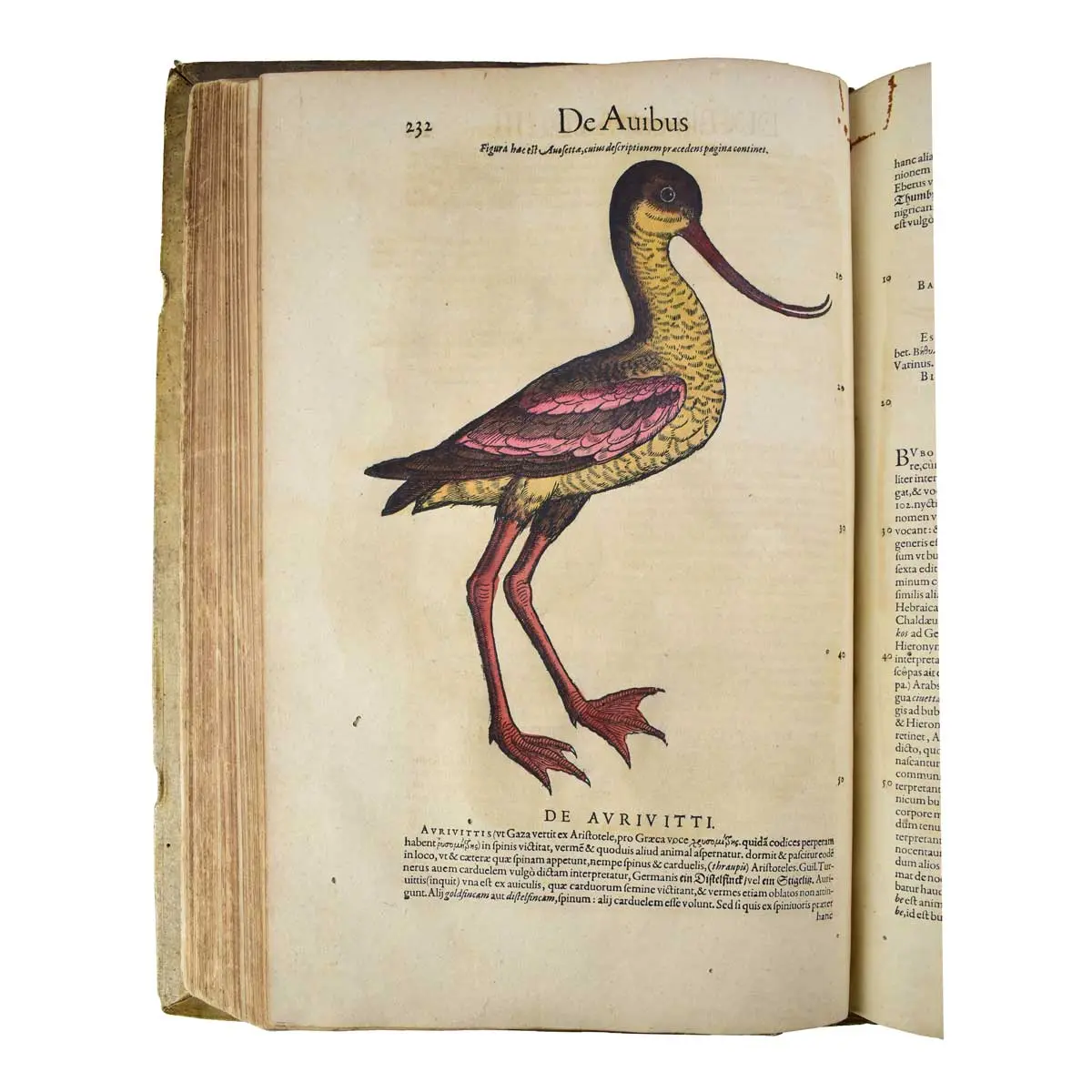 Historiae Animalium Liber III que est de Avium Natura Nunc denuo recognitus… (5)