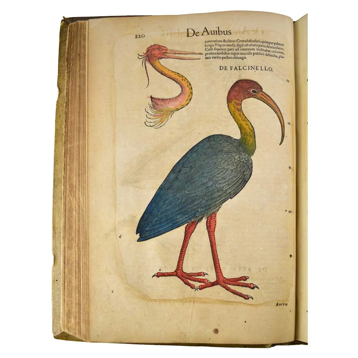 Historiae Animalium Liber III que est de Avium Natura Nunc denuo recognitus… (4)