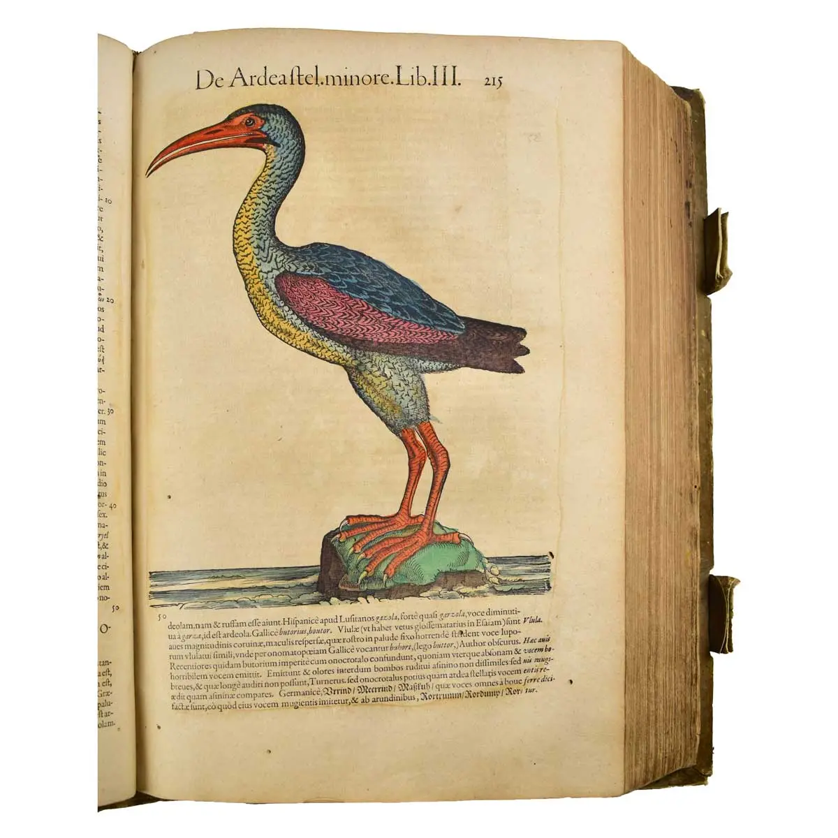 Historiae Animalium Liber III que est de Avium Natura Nunc denuo recognitus… (3)