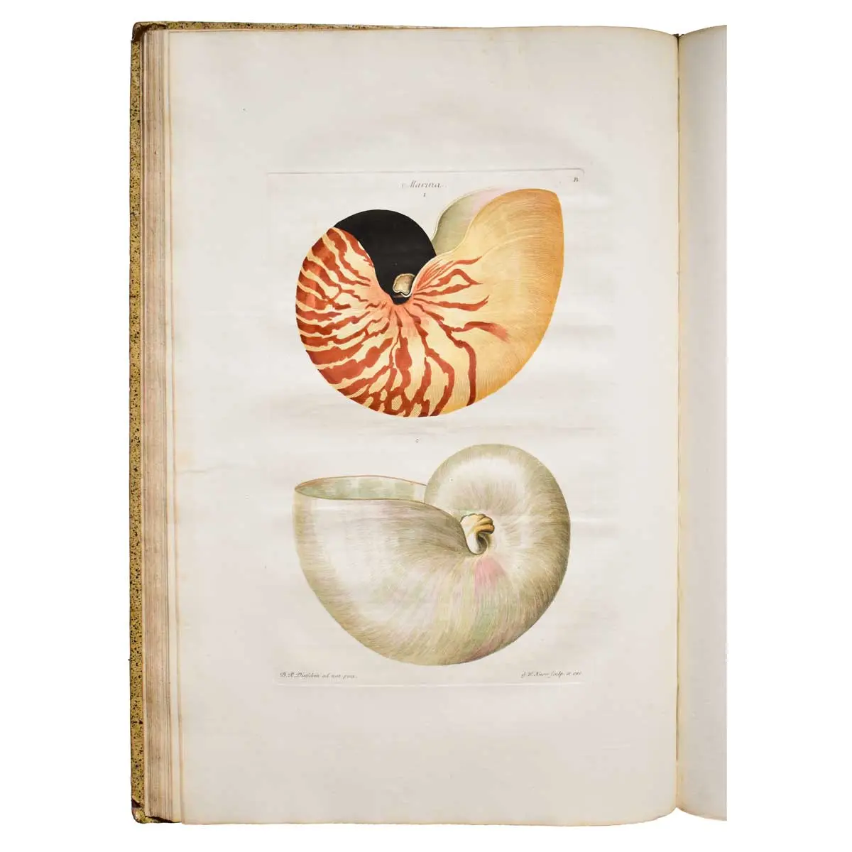 Deliciae naturae Selectae of Uitgeleezen Kabinet van Natuurlyke Zeldzaamheden (8)