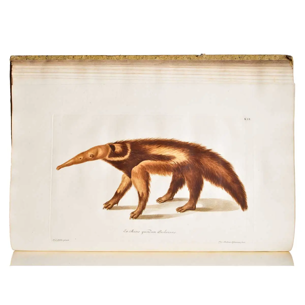 Deliciae naturae Selectae of Uitgeleezen Kabinet van Natuurlyke Zeldzaamheden.