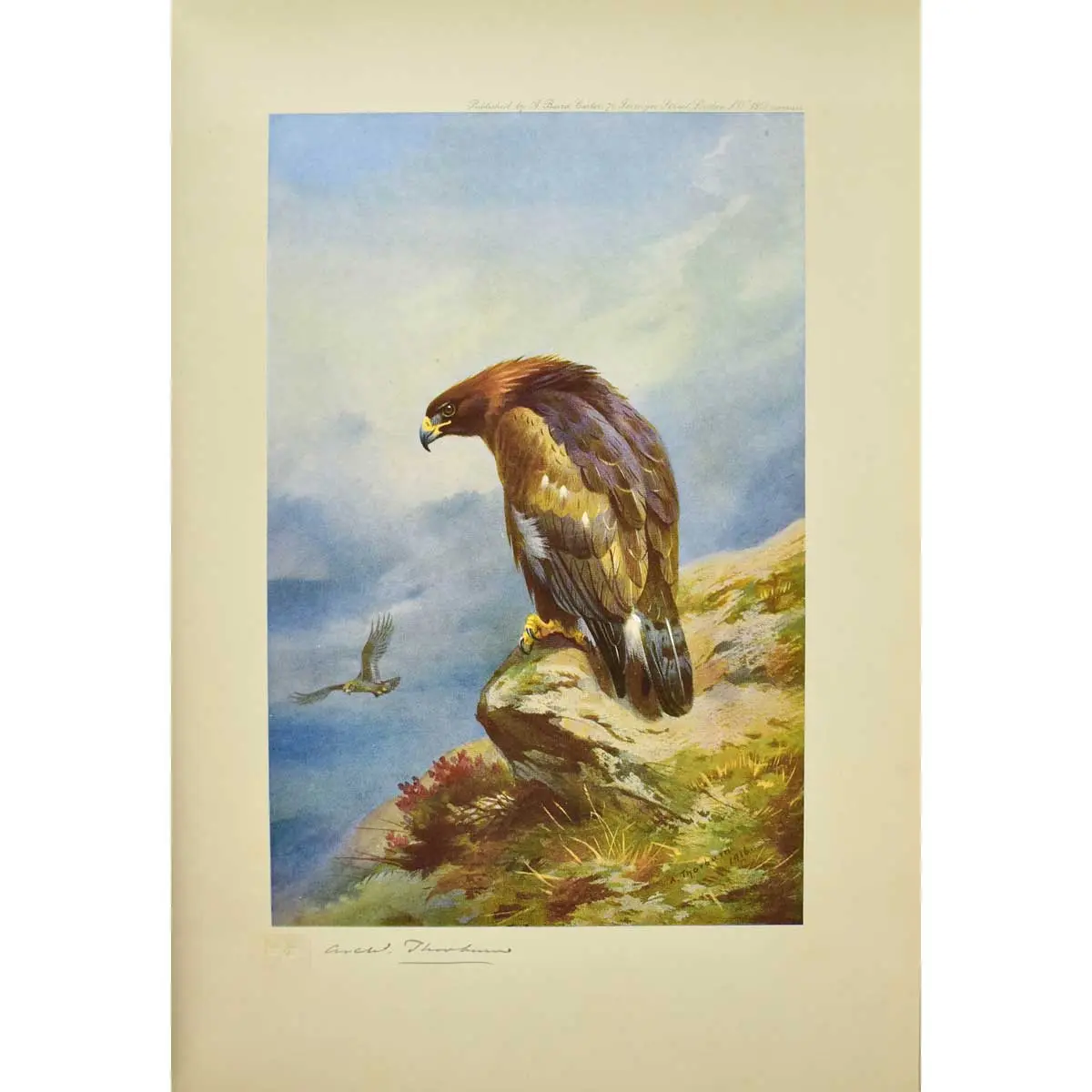 Birds of Prey (4)