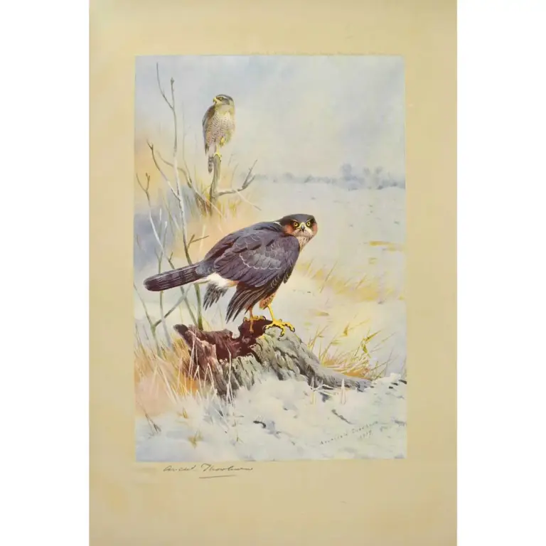Birds of Prey