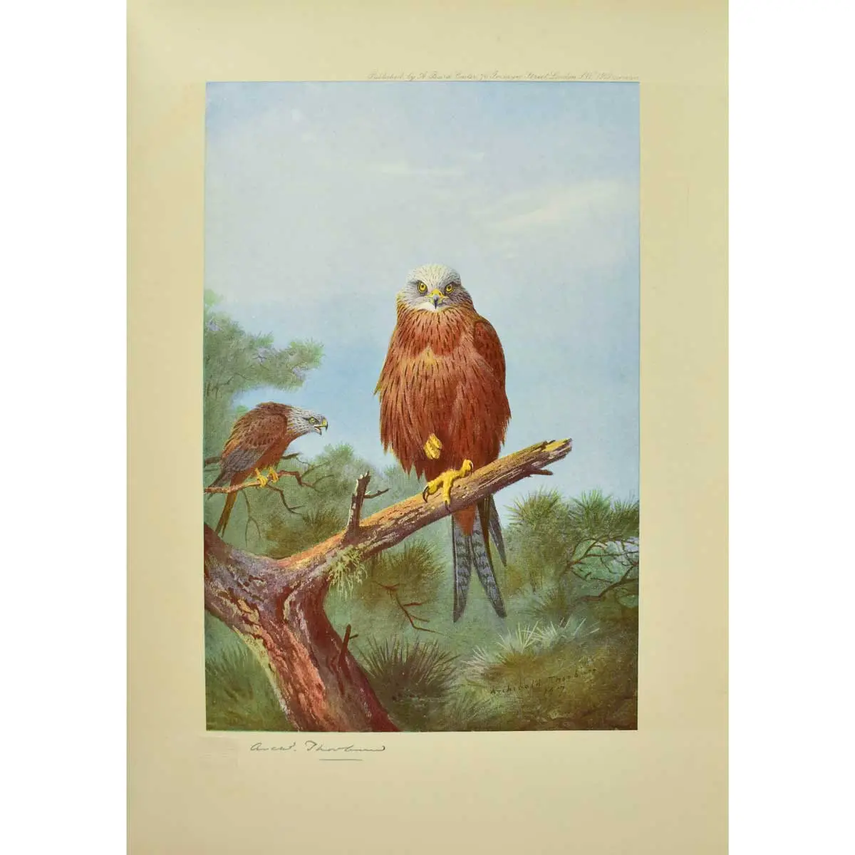 Birds of Prey (3)