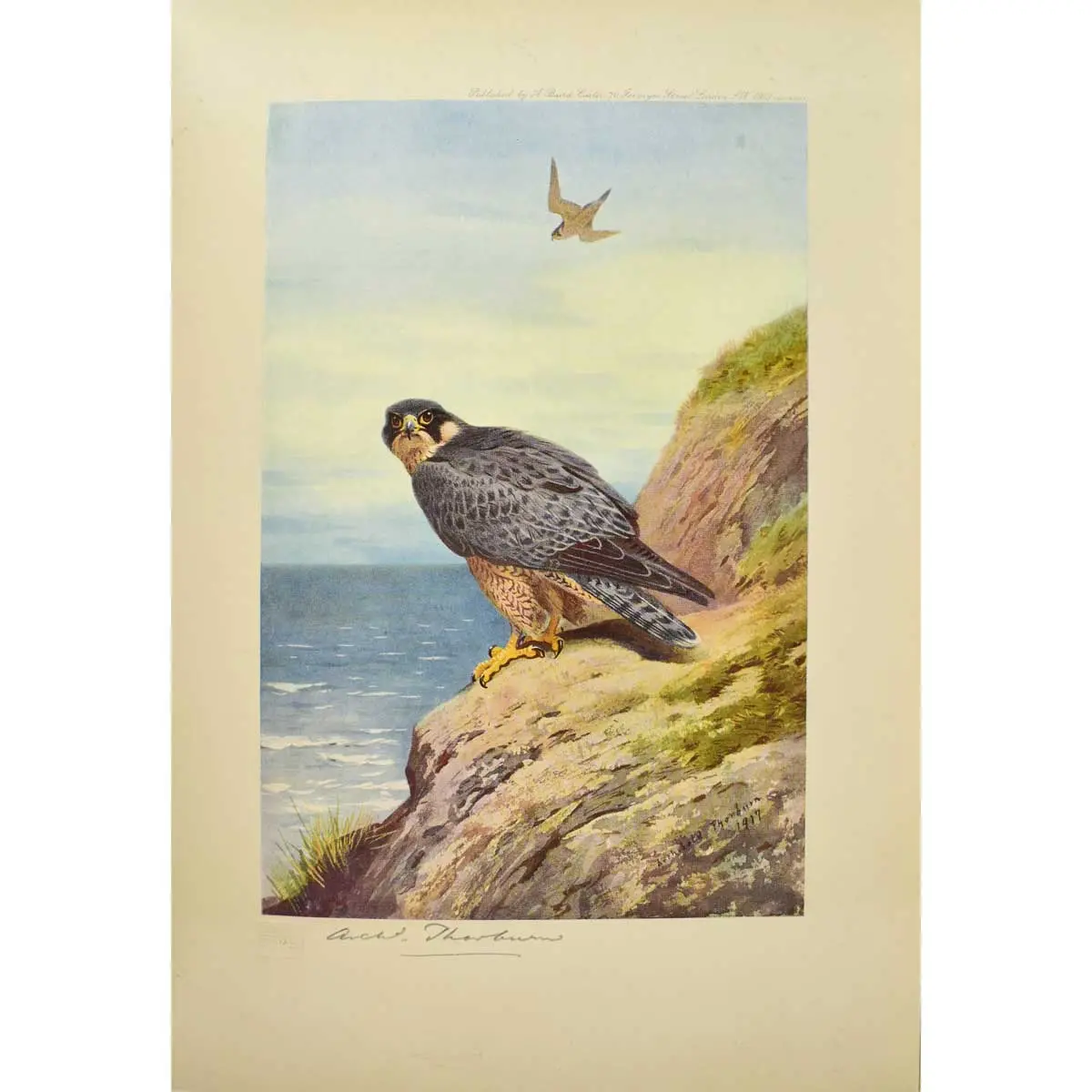 Birds of Prey (2)