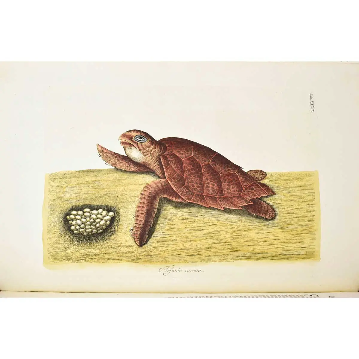 Piscium Serpentum Insectorum aliorumque nonnullorum animalium nec non plantarum quarundam imagines quas Marcus Catesby in posteriore parte splendidi illius operis quo Carolinae Floridae et (3)