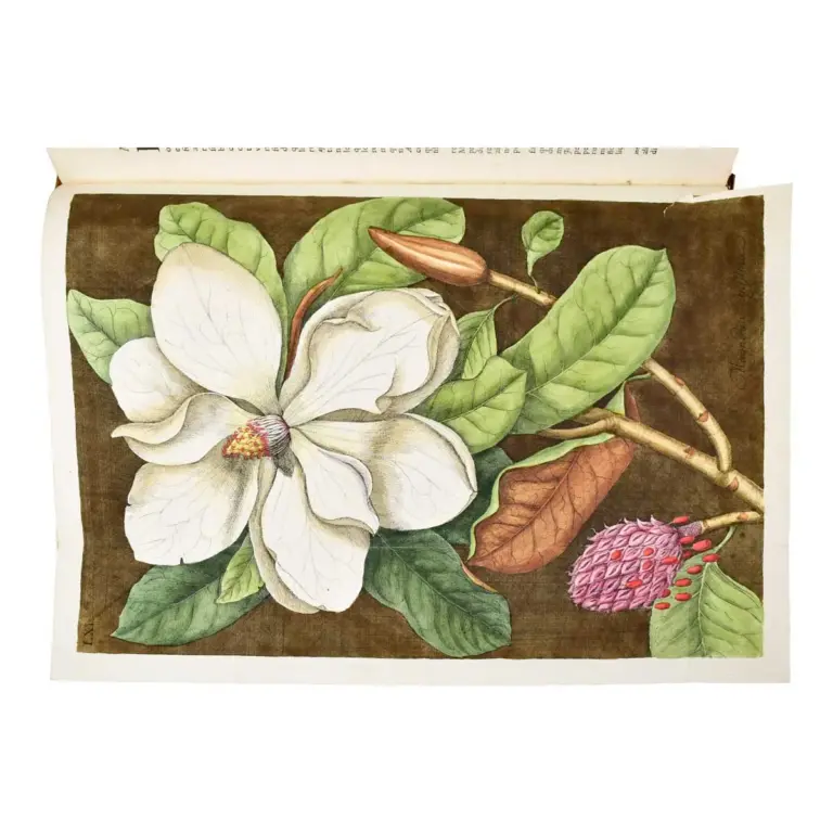 Piscium Serpentum Insectorum aliorumque nonnullorum animalium nec non plantarum quarundam imagines quas Marcus Catesby in posteriore parte splendidi illius operis quo Carolinae Floridae et