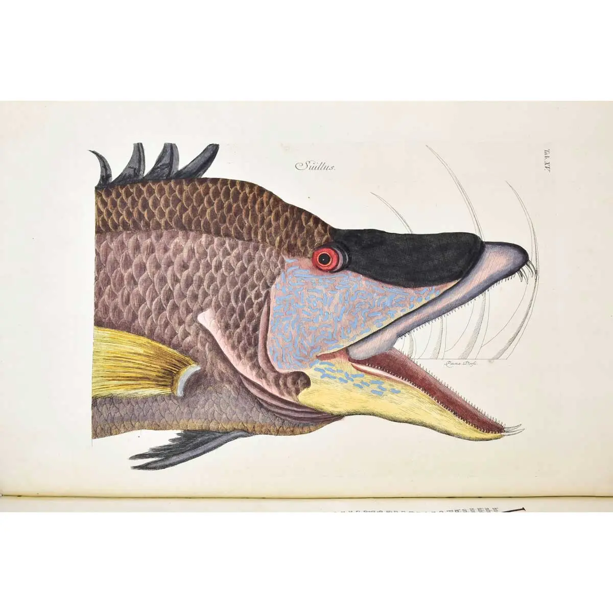 Piscium Serpentum Insectorum aliorumque nonnullorum animalium nec non plantarum quarundam imagines quas Marcus Catesby in posteriore parte splendidi illius operis quo Carolinae Floridae et (10)