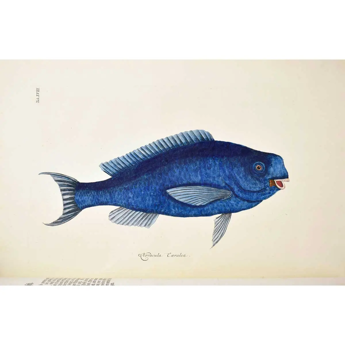 Piscium Serpentum Insectorum aliorumque nonnullorum animalium nec non plantarum quarundam imagines quas Marcus Catesby in posteriore parte splendidi illius operis quo Carolinae Floridae et (9)