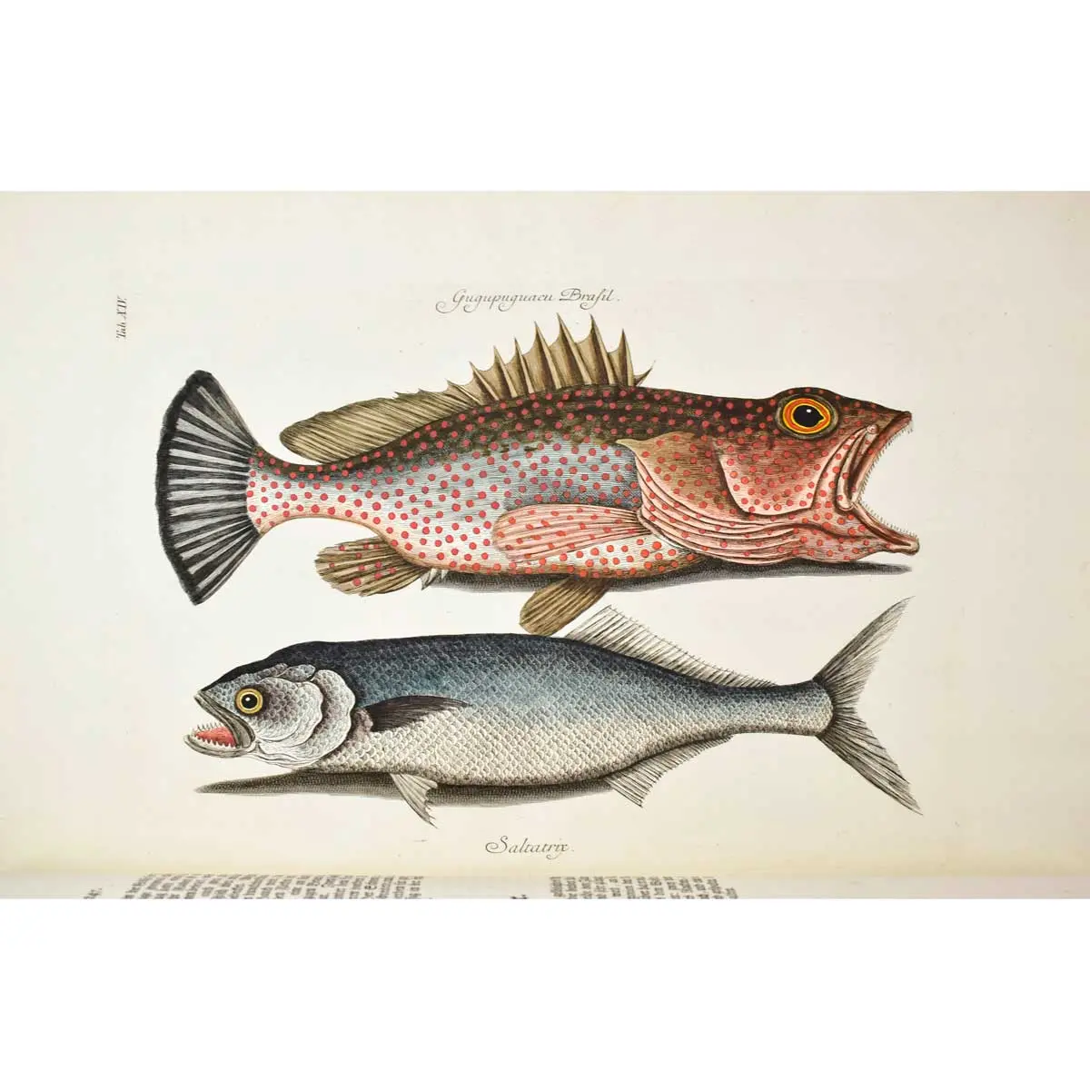Piscium Serpentum Insectorum aliorumque nonnullorum animalium nec non plantarum quarundam imagines quas Marcus Catesby in posteriore parte splendidi illius operis quo Carolinae Floridae et (8)