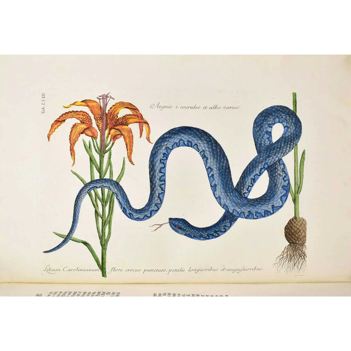 Piscium Serpentum Insectorum aliorumque nonnullorum animalium nec non plantarum quarundam imagines quas Marcus Catesby in posteriore parte splendidi illius operis quo Carolinae Floridae et (7)