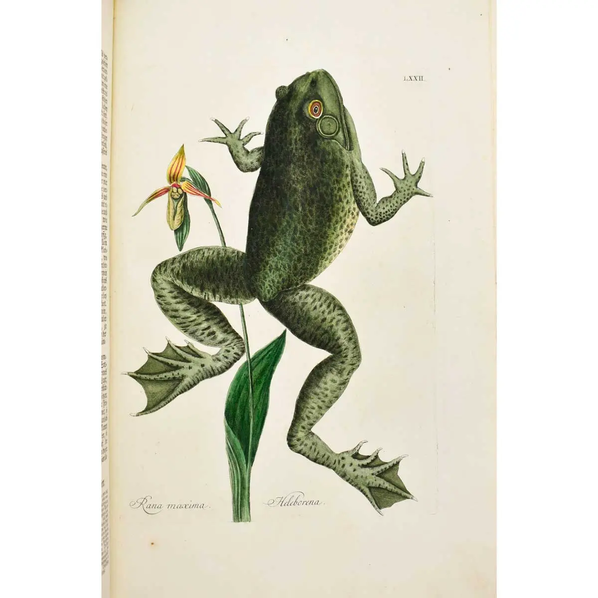Piscium Serpentum Insectorum aliorumque nonnullorum animalium nec non plantarum quarundam imagines quas Marcus Catesby in posteriore parte splendidi illius operis quo Carolinae Floridae et (6)