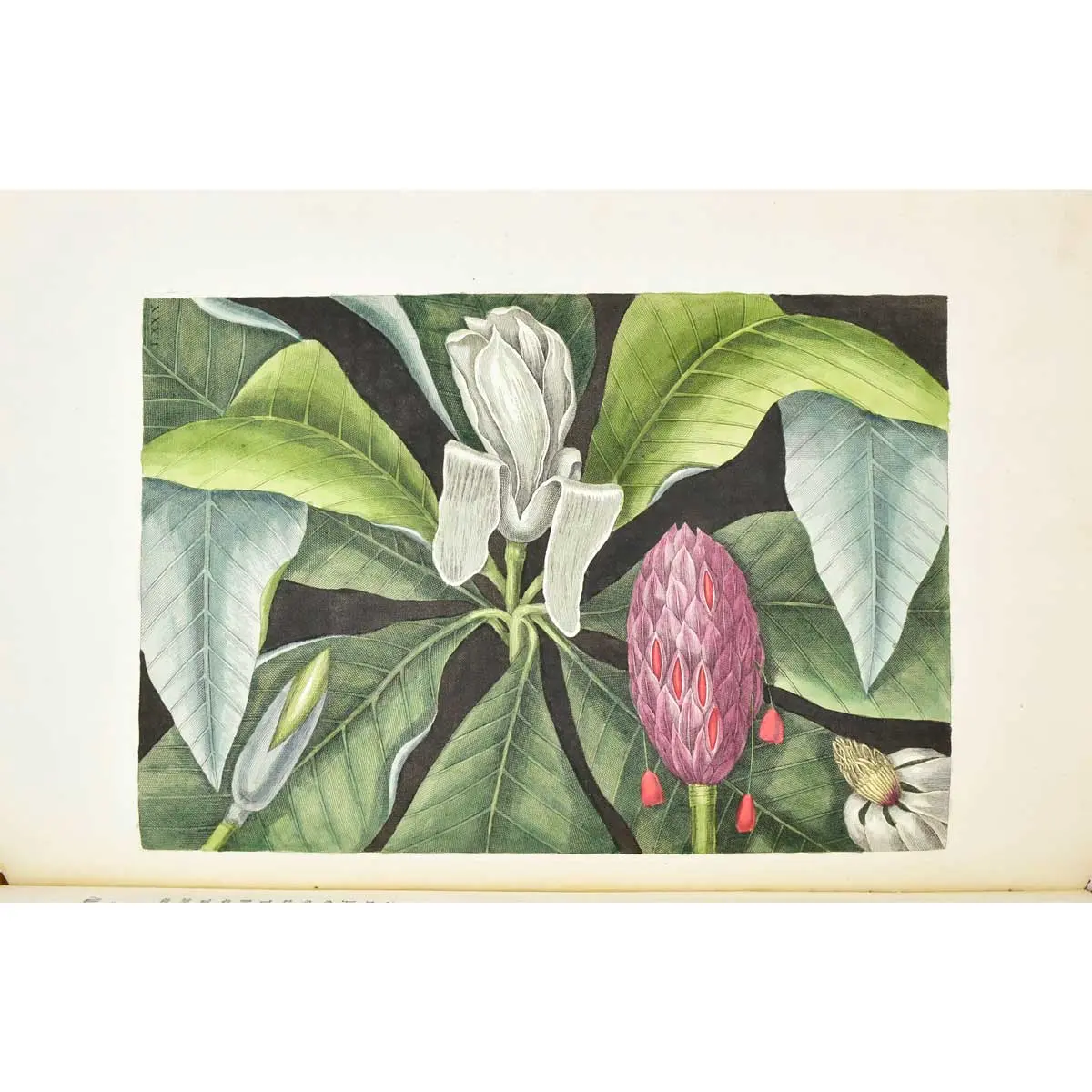 Piscium Serpentum Insectorum aliorumque nonnullorum animalium nec non plantarum quarundam imagines quas Marcus Catesby in posteriore parte splendidi illius operis quo Carolinae Floridae et (5)