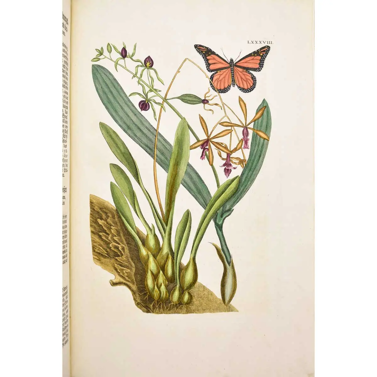 Piscium Serpentum Insectorum aliorumque nonnullorum animalium nec non plantarum quarundam imagines quas Marcus Catesby in posteriore parte splendidi illius operis quo Carolinae Floridae et (4)