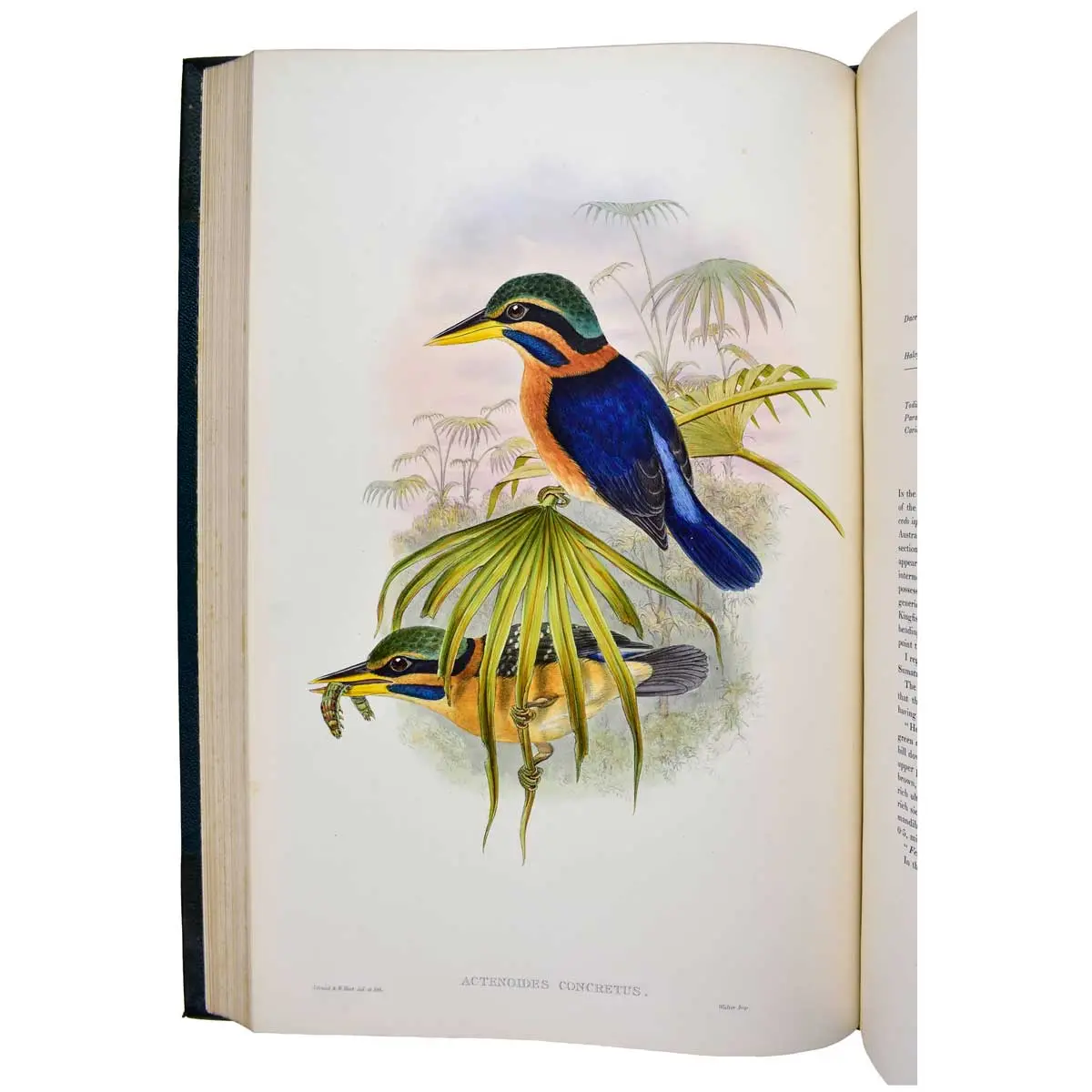 The Birds of Asia (7)