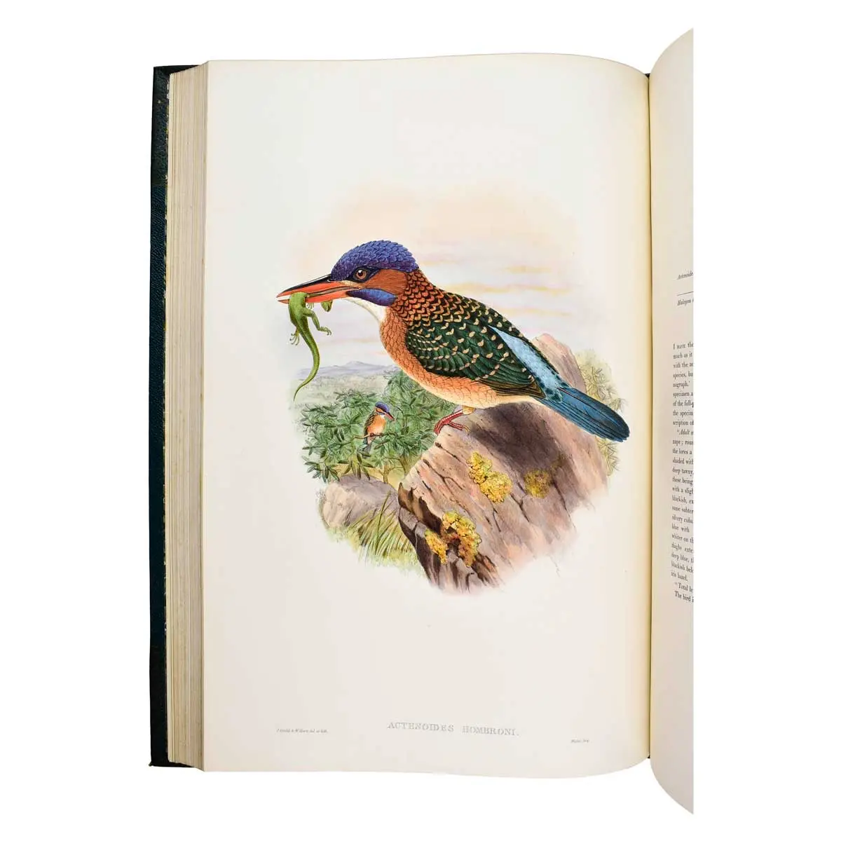 The Birds of Asia.