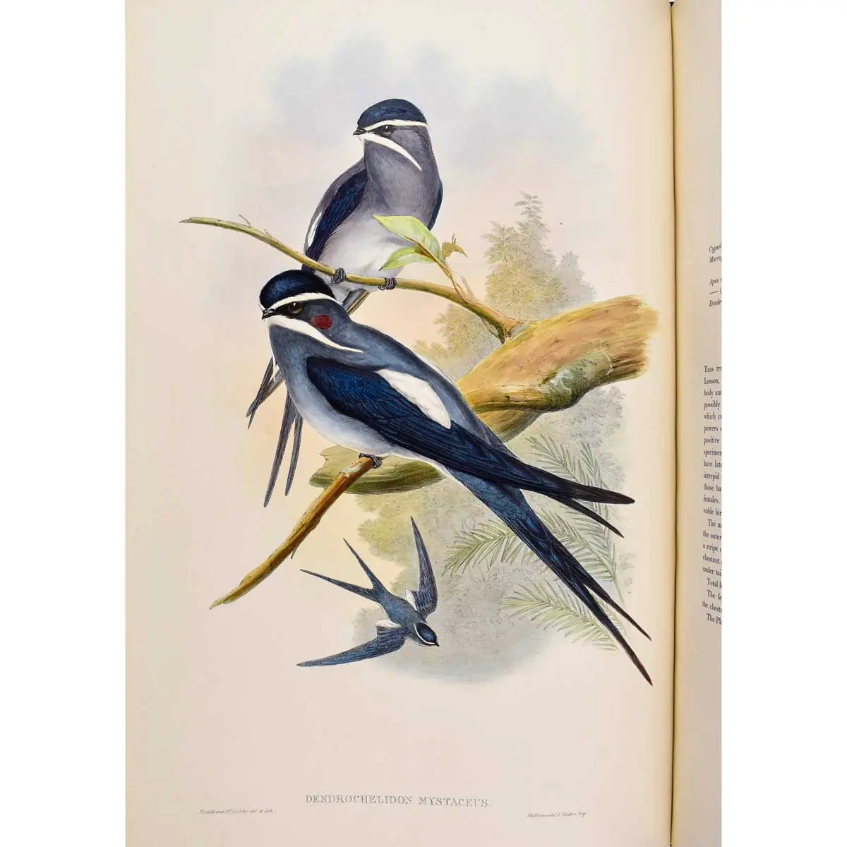 The Birds of Asia (6)