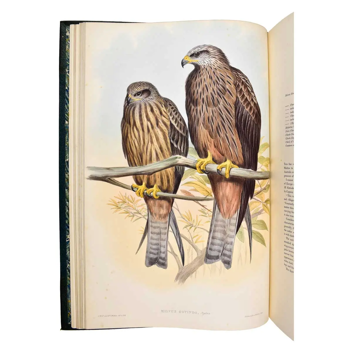 The Birds of Asia (5)
