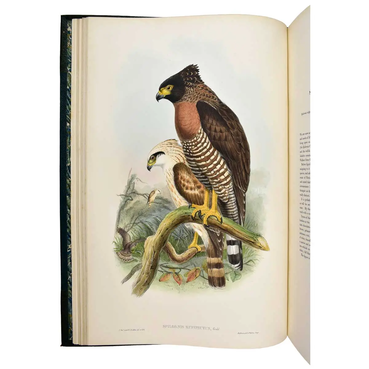 The Birds of Asia (4)