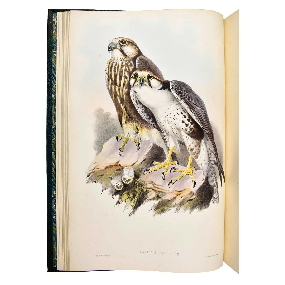 The Birds of Asia (3)