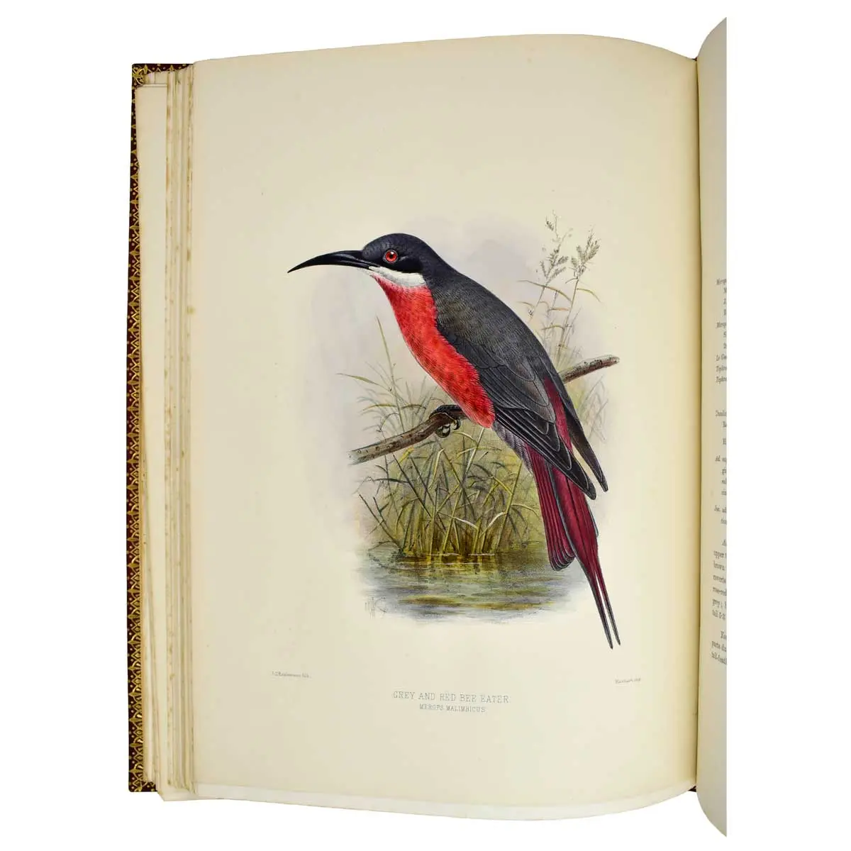 A Monograph of the Meropidae, or Family of the Bee-Eaters (4)