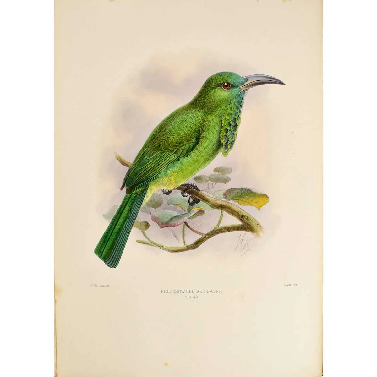 A Monograph of the Meropidae, or Family of the Bee-Eaters (5)