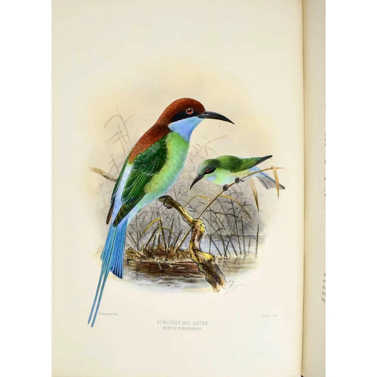 A Monograph of the Meropidae, or Family of the Bee-Eaters.