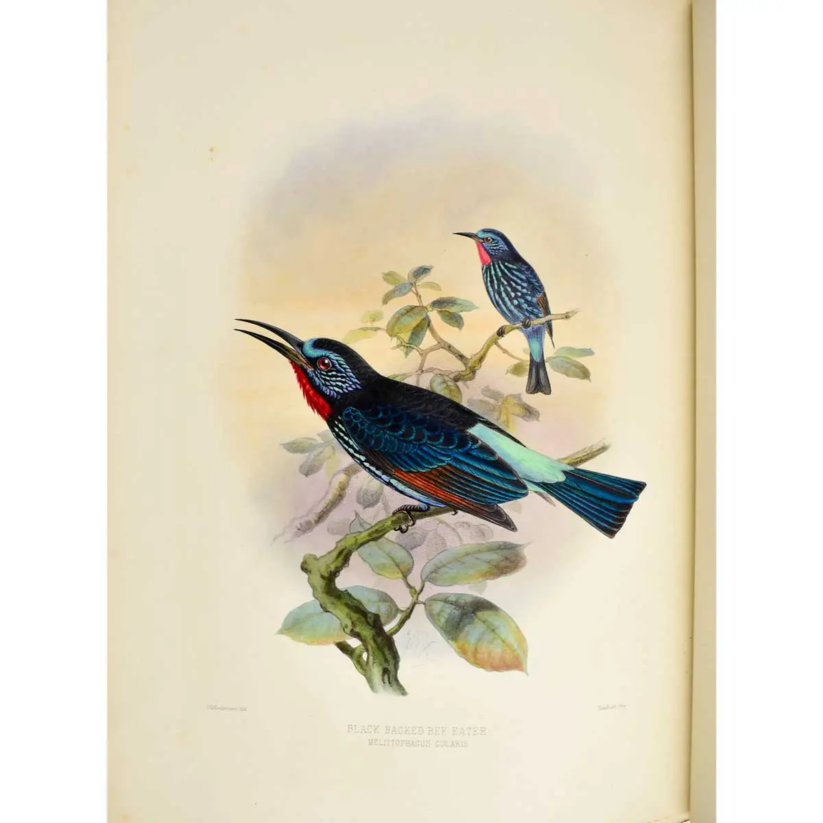 A Monograph of the Meropidae, or Family of the Bee-Eaters (6)