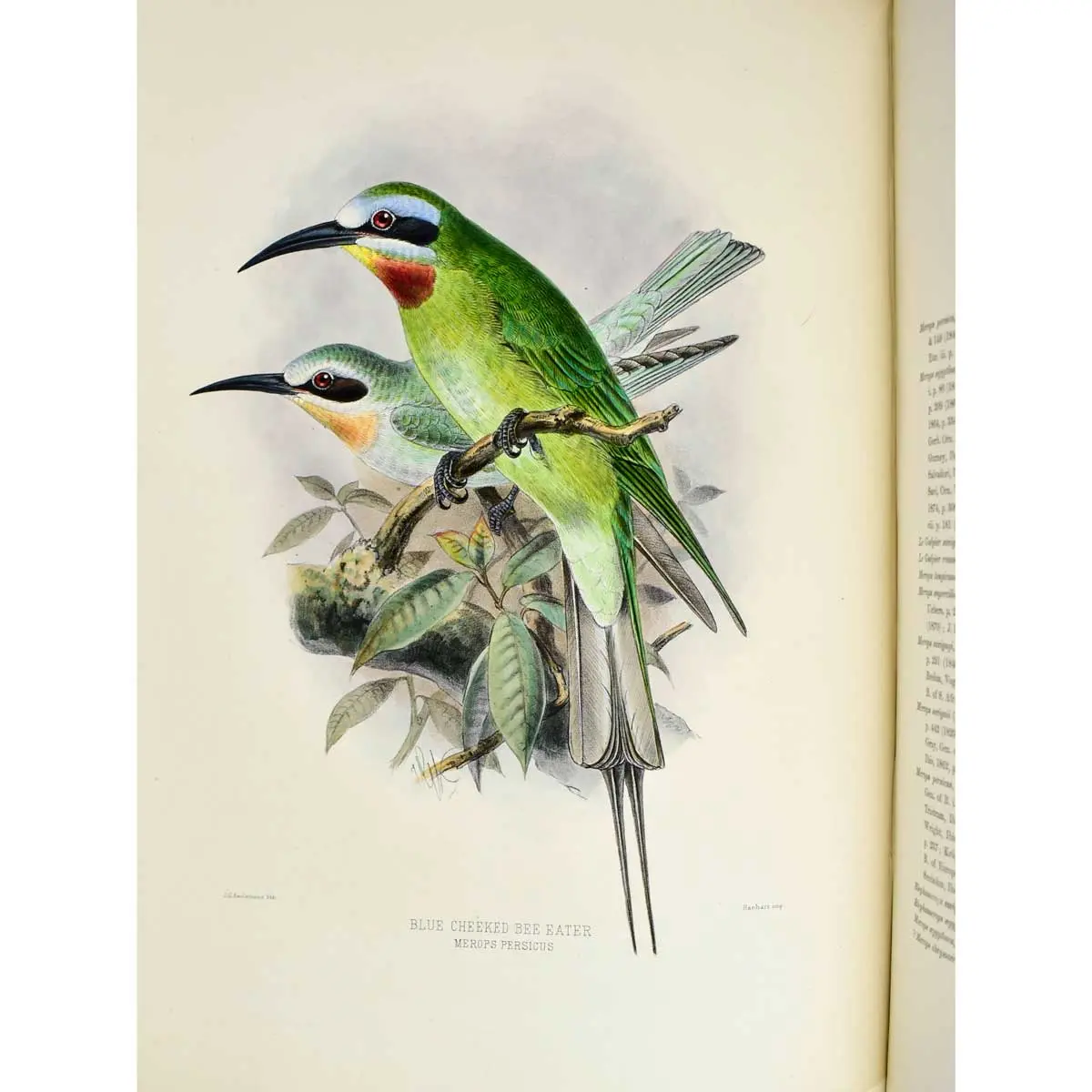 A Monograph of the Meropidae, or Family of the Bee-Eaters (7)
