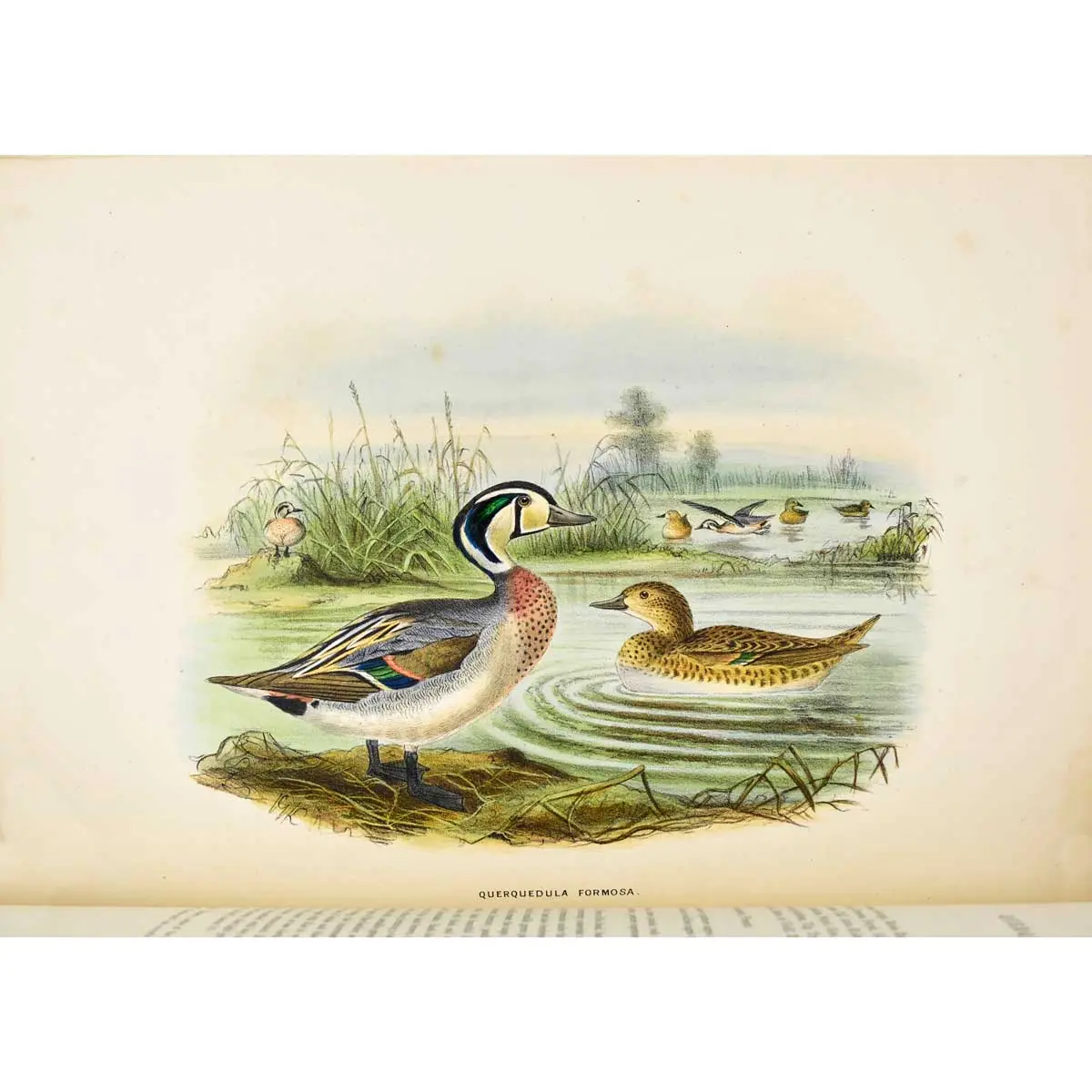 A History of the Birds of Europe, including all the species inhabiting the western Palaearctic Regions (4)