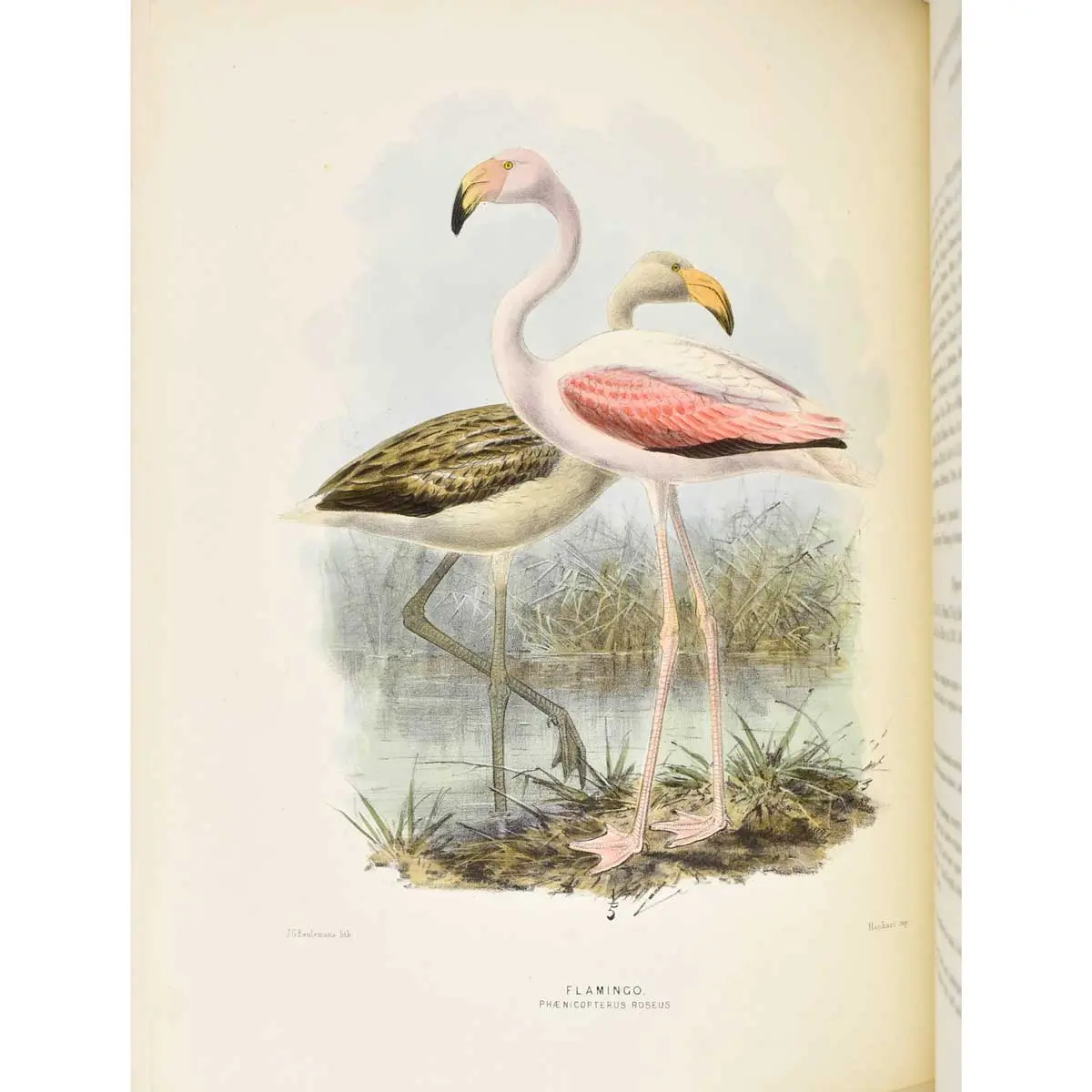 A History of the Birds of Europe, including all the species inhabiting the western Palaearctic Regions (5)