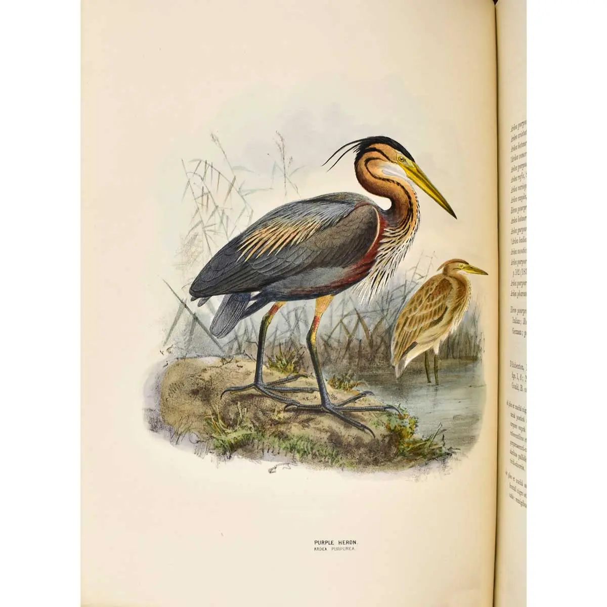 A History of the Birds of Europe, including all the species inhabiting the western Palaearctic Regions (3)