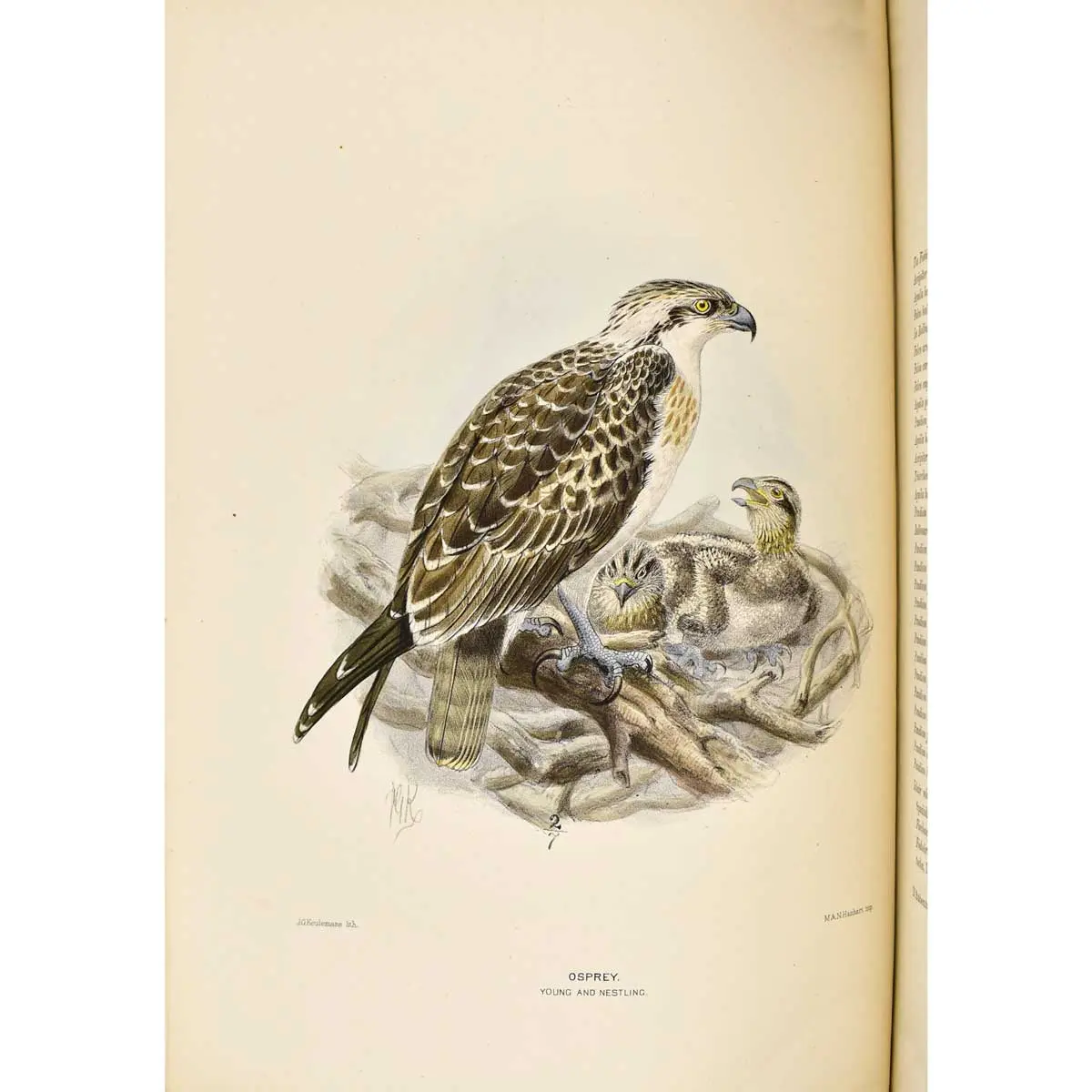 A History of the Birds of Europe, including all the species inhabiting the western Palaearctic Regions (6)