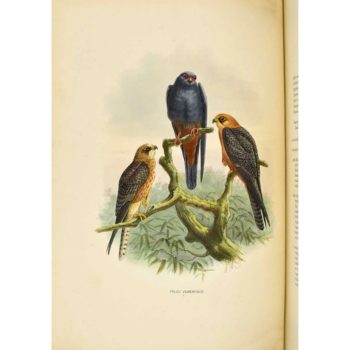 A History of the Birds of Europe, including all the species inhabiting the western Palaearctic Regions (7)