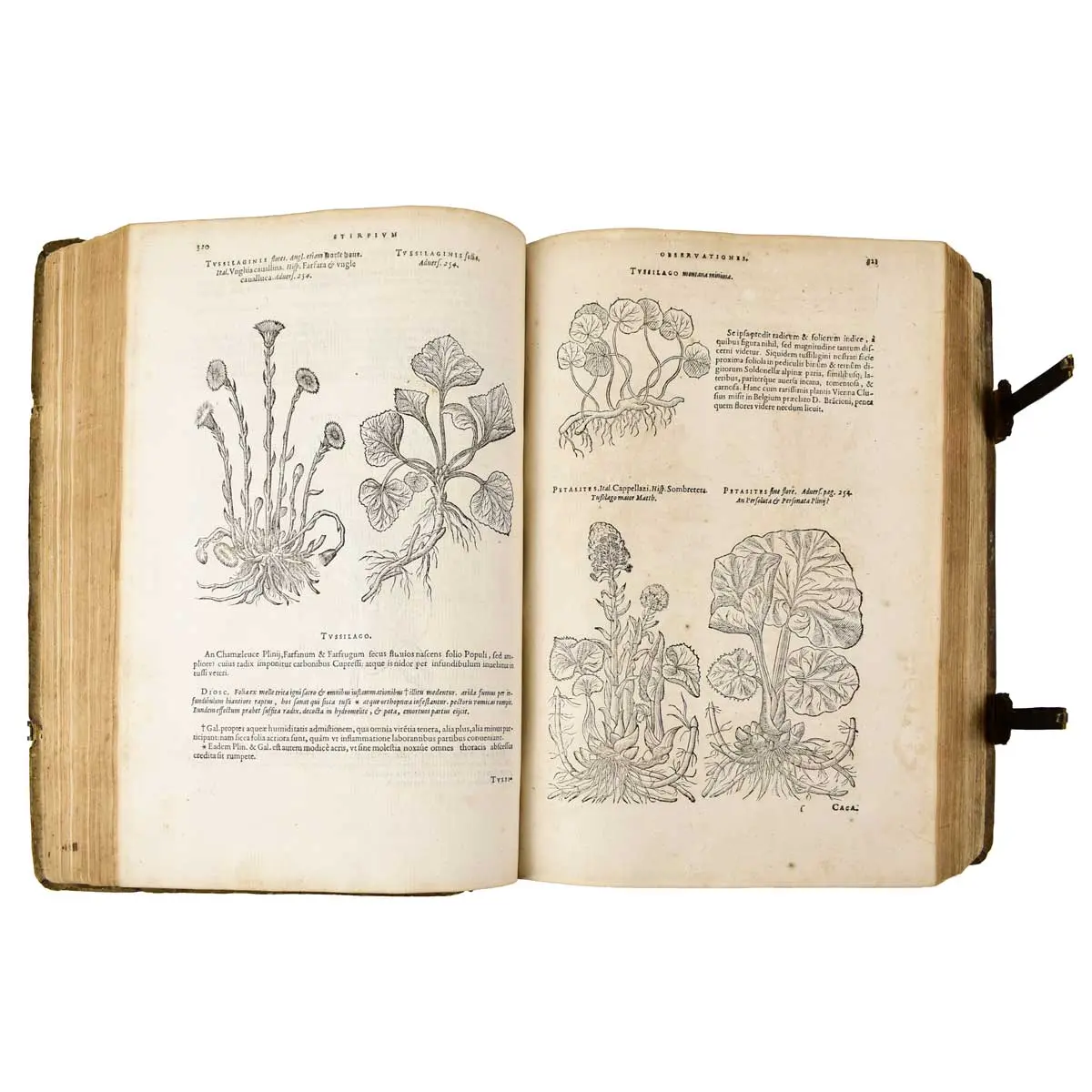Plantarum seu Stirpium Historia [Bound with]: PENA, PIERRE and MATTHIAS DE LOBEL. Nova stirpium adversaria.  (4)