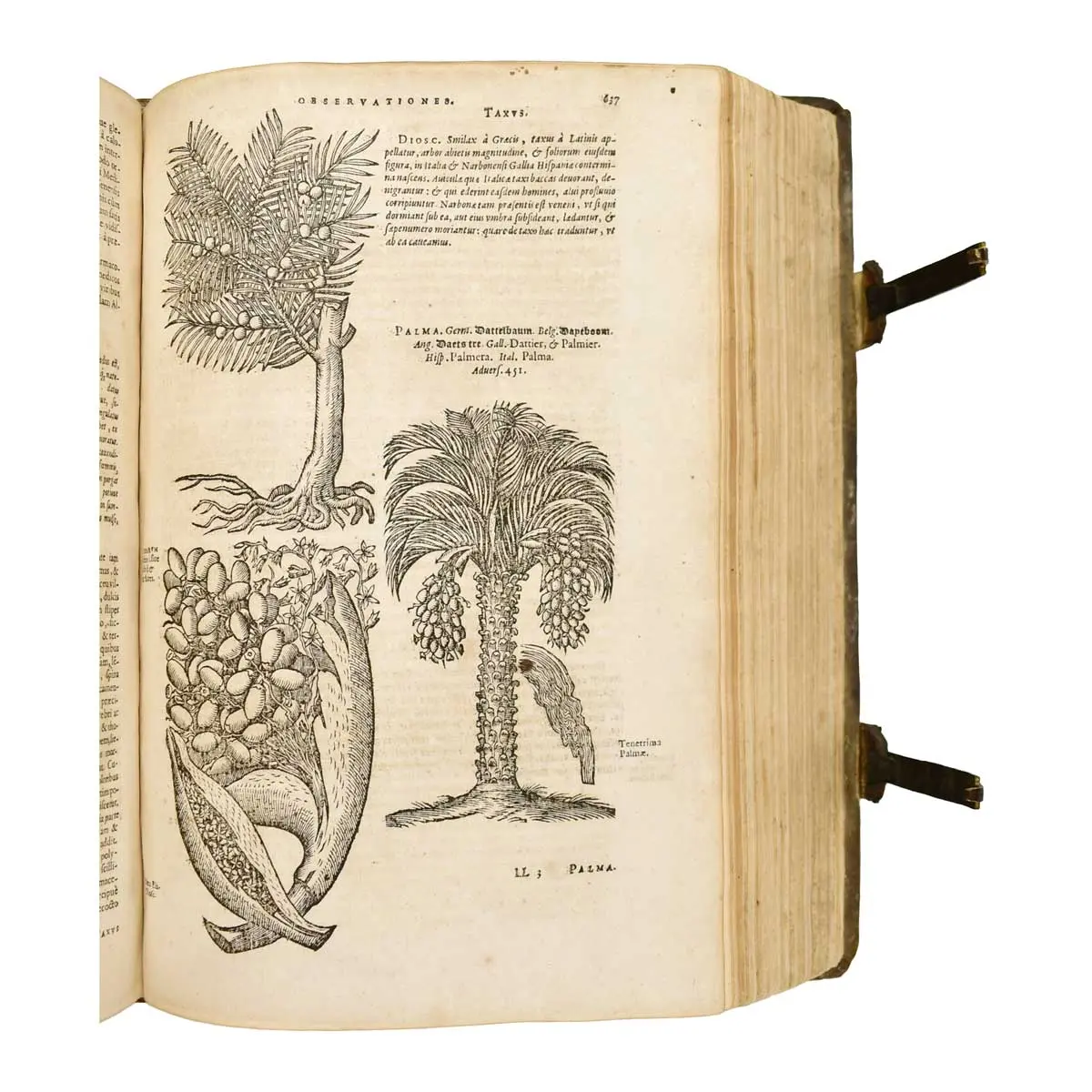 Plantarum seu Stirpium Historia [Bound with]: PENA, PIERRE and MATTHIAS DE LOBEL. Nova stirpium adversaria.  (5)