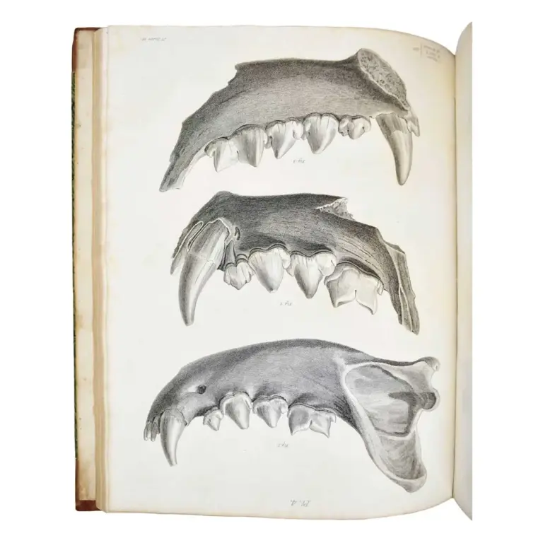 Reliquiae Diluvianae; or, Observations on the Organic Remains Contained in Caves, Fissures, and Diluvial Gravel and on Other Geological Phenomena, Attesting the Action of an Universal Deluge.