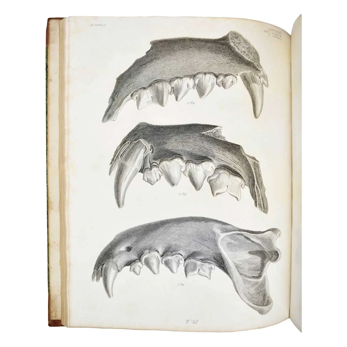 Reliquiae Diluvianae; or, Observations on the Organic Remains Contained in Caves, Fissures, and Diluvial Gravel and on Other Geological Phenomena, Attesting the Action of an Universal Deluge.
