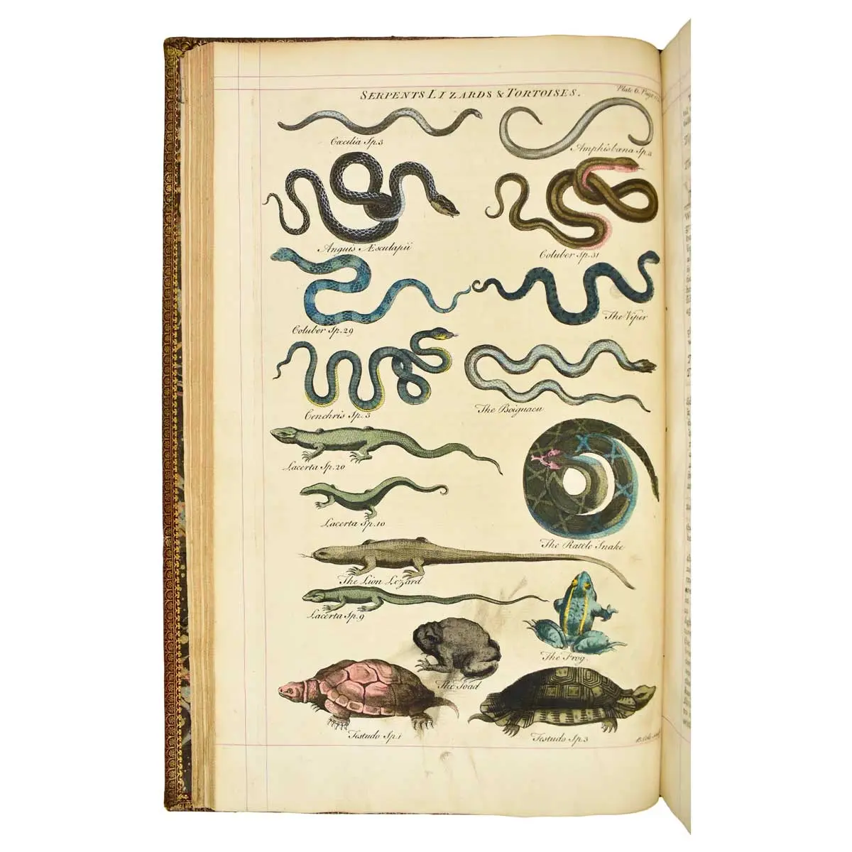 A General Natural History:or,New and Accurate Descriptions of the Animals,Vegetables,and Minerals,of the Different Parts of the World;with Their Virtues and Uses,as far as hitherto certainly known,in (5)