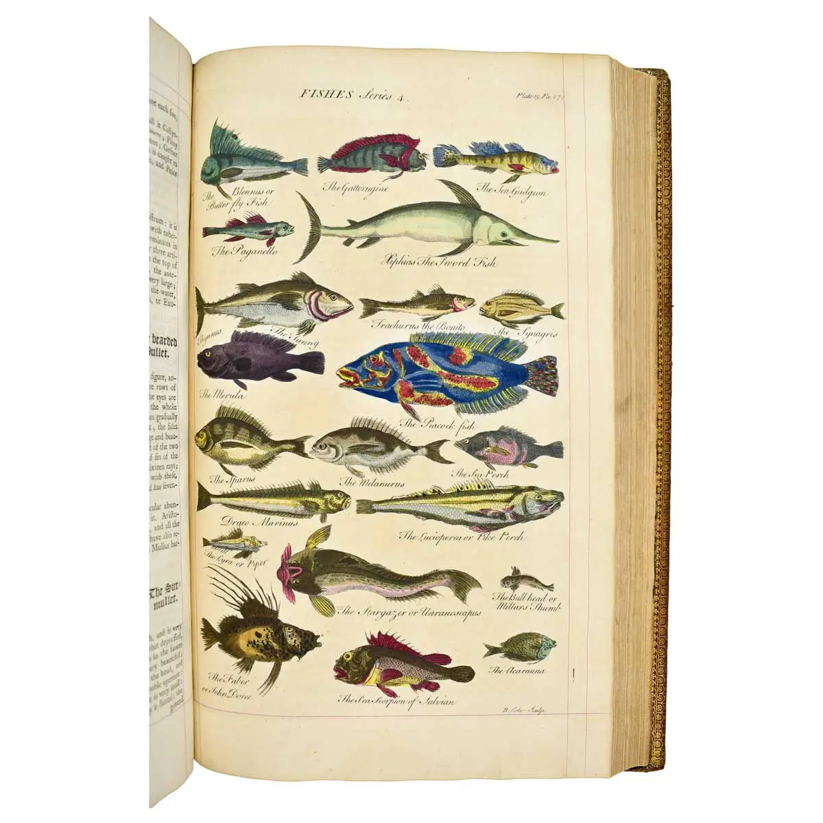 A General Natural History:or,New and Accurate Descriptions of the Animals,Vegetables,and Minerals,of the Different Parts of the World;with Their Virtues and Uses,as far as hitherto certainly known,in (4)